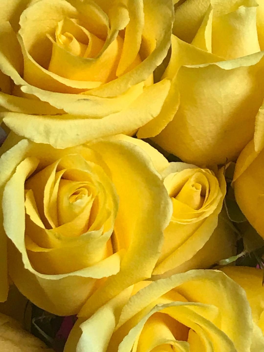 Art of Flowers Gallery